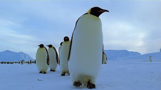 Pinguin (2).jpg Pinguin (2).jpg