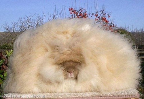coelho angora peludo desbaratinando (19) coelho angora peludo desbaratinando (19)