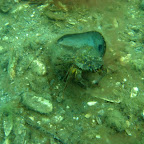 Krab in mossel