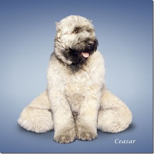 Yoga-dogs-4