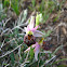 The Argolic Ophrys