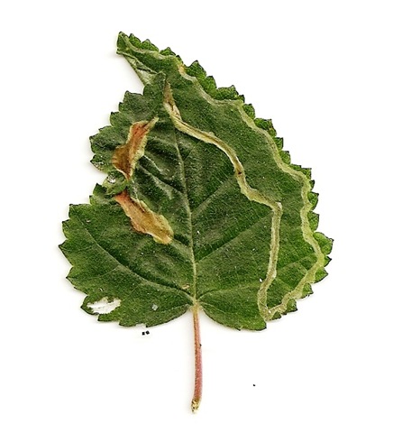 [Agromyza%2520alnibetulae%2520mine%2520M3%255B4%255D.jpg]