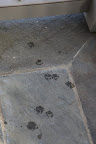 Ah-ha!  Evidence right here on the flagstone!