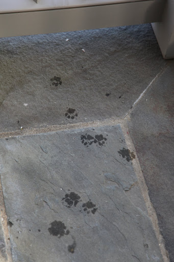 Ah-ha!  Evidence right here on the flagstone!