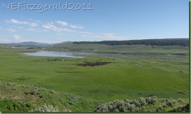 BisonJamHayden Valley(j) BisonJamHayden Valley(j)