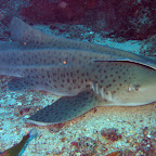 Luipaardhaai