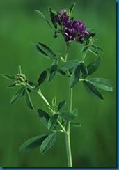 alfalfa plant