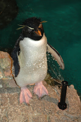ペンギンの水浴び