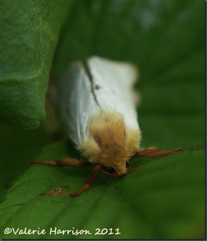 ghost-moth-2 ghost-moth-2
