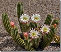 RCW cactus blooms 012