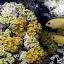Yellow Polka Dot Fish - Oak Beach, Australia