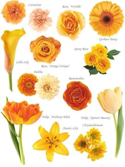 [Know%2520Your%2520Flowers%25202%255B4%255D.jpg]