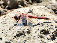 DSC_7929.jpg