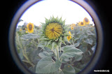 sunflower fields forever