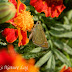 Hesperiidae%2525201