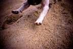 Silly Summer Pooches