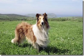 lassie 2