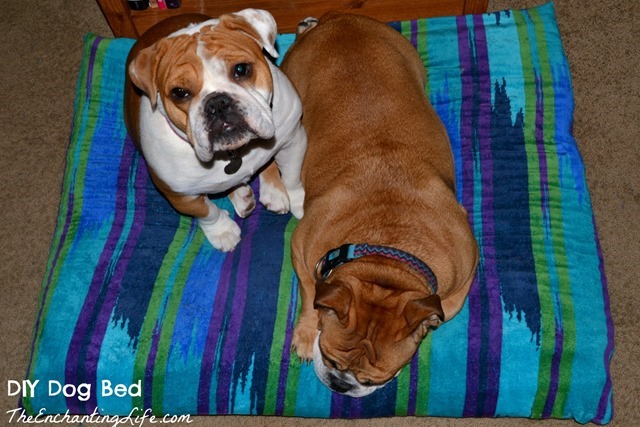 Sleepy Dogs on Their New Bed