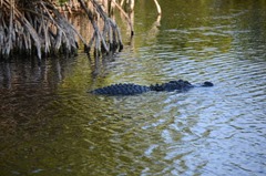 10 foot Gator looking for lunch