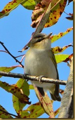 Red-eyed Vireo