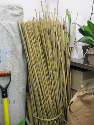 Bamboo can be found in the back of the store.