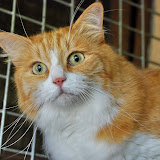 gatti