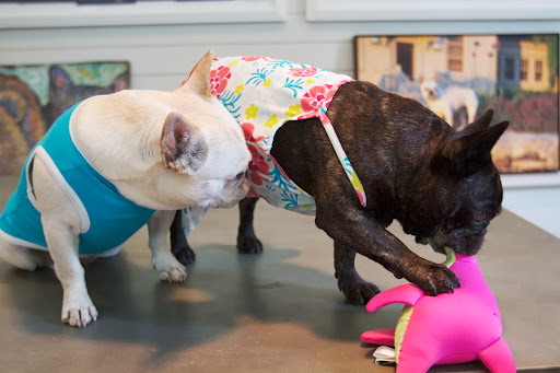 In the meantime, I've decided that I prefer the Hibiscus Dress, after all and I'll just pass the time by exercising my jaws a bit. These floating toys are designed for dogs who love to chew! In the meantime, I've decided that I prefer the Hibiscus Dress, after all and I'll just pass the time by exercising my jaws a bit. These floating toys are designed for dogs who love to chew!