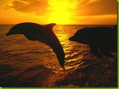 delfines al sol