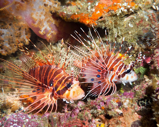 P7085158
