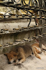 Sleeping dogs at Swayambhunath