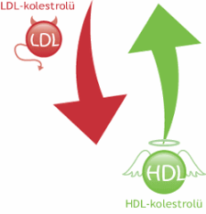 1347866166457920487_LDL_HDL 1347866166457920487_LDL_HDL