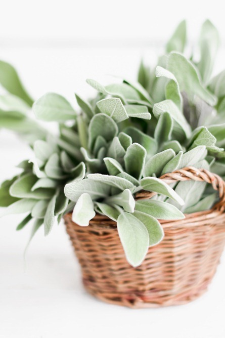 pasta-sage