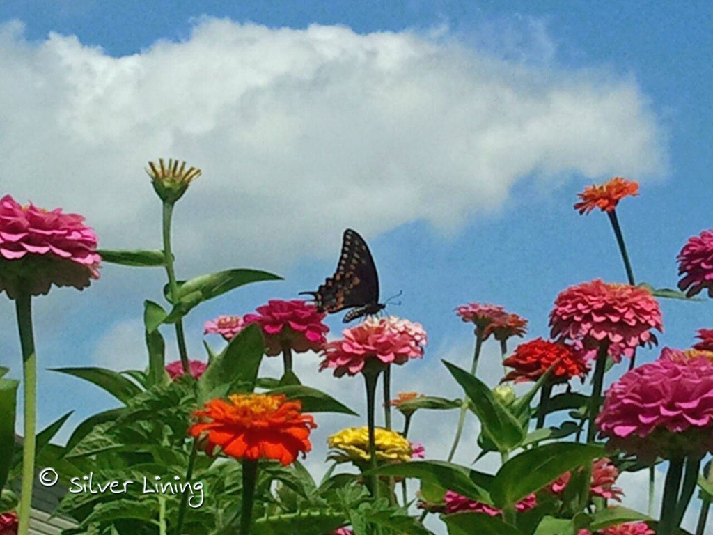 [Wees%2527%2520Flowers%255B6%255D.jpg]