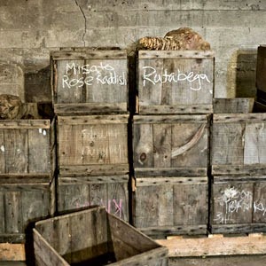 [root-cellar-primer-300%255B3%255D.jpg]