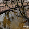 struga nad jez. Kolno dsc07212.jpg