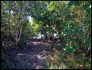 04g - Bay Shore Loop Trail - heading into the Mangroves
