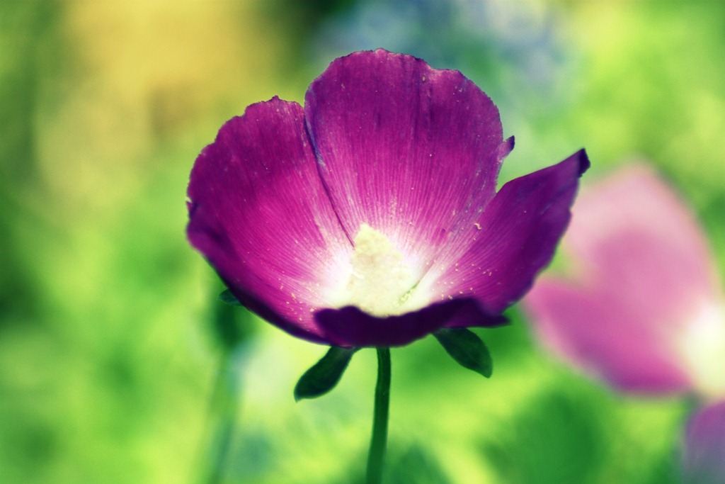 [flower1%255B5%255D.jpg]