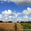 Sinead Boyle - Harvest Time.jpg