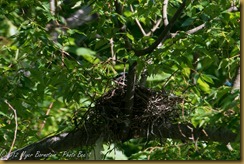 Blue Jay