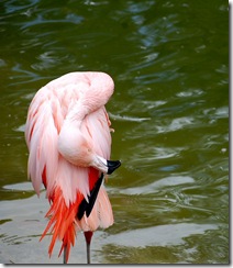 aviary28