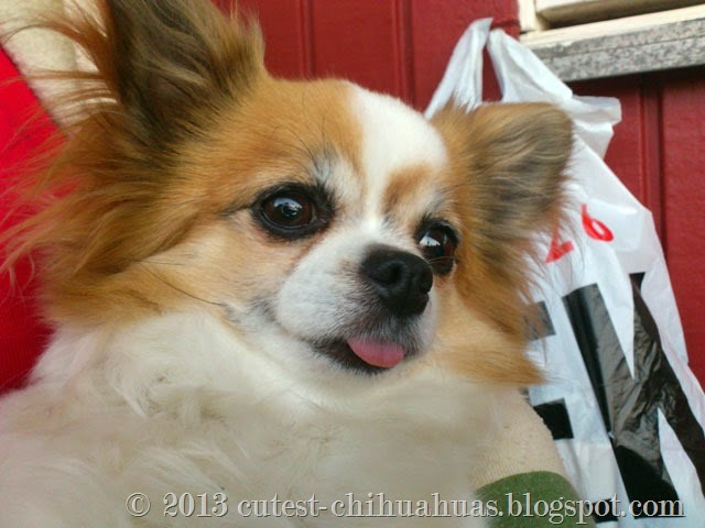 Cutest Chihuahua Maya: Sötaste Gosan på besök