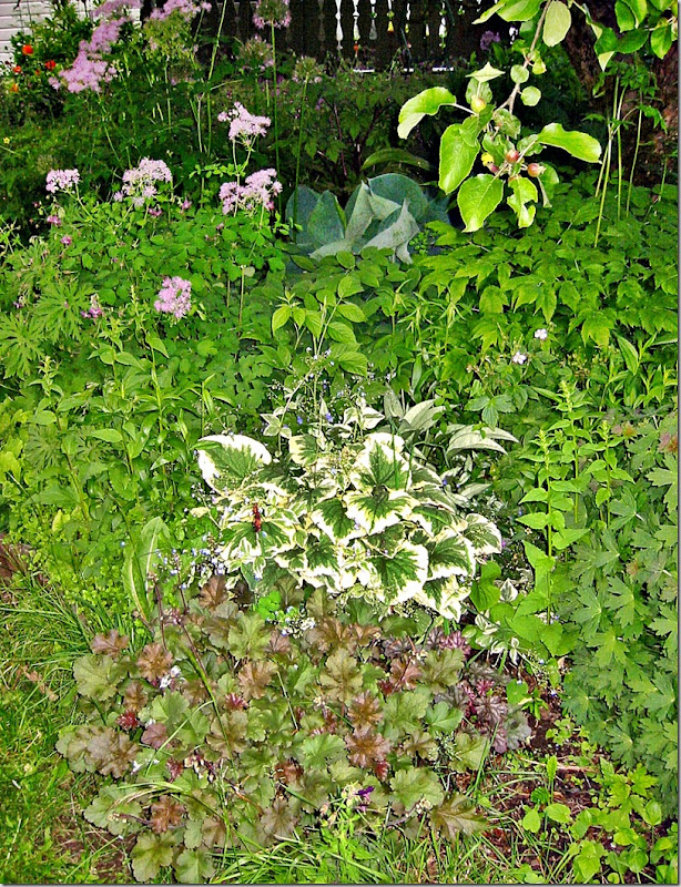 Brunnera eplebed2 Brunnera eplebed2