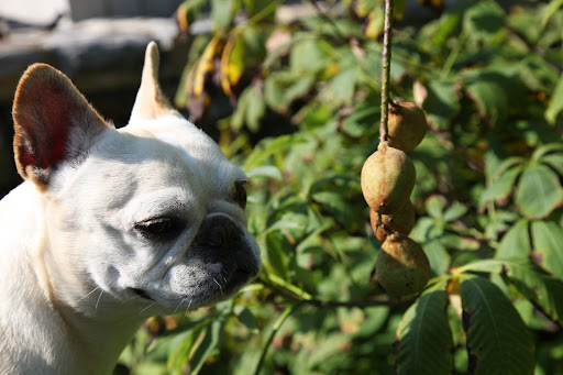 It's called a buckeye because its fruit has a light colored spot, making it look like an eyeball.  Each of these hanging capsules have one to three seeds in them that resemble nuts.