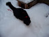 Playing in the Snow