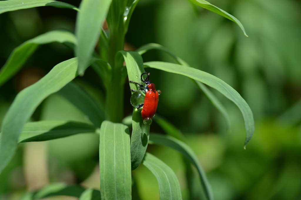 [Red%2520lily%2520beetle%2520or%2520Lily%2520beetle%2520-%2520Lilioceris%2520lilii%255B3%255D.jpg]