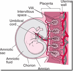 placenta and embryo