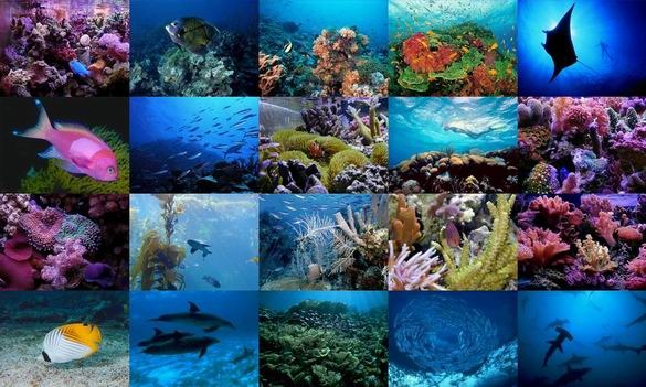 [vida-marinha-dia-mundial-dos-oceanos%255B8%255D.jpg]