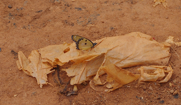 Danaus chrysippus alcippus CRAMER, 1777. Mont Fébé Village, Yaoundé (Cameroun), 11 avril 2012. Photo : J.-M. Gayman
