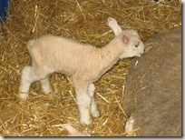 baby_lamb_closeup