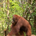 Marco kommt zum Steg um sich ein paar Bananen zu ergattern.